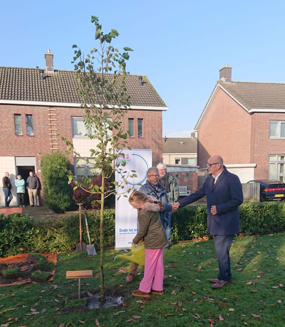 Lindeboom op Ferdinandbolplein